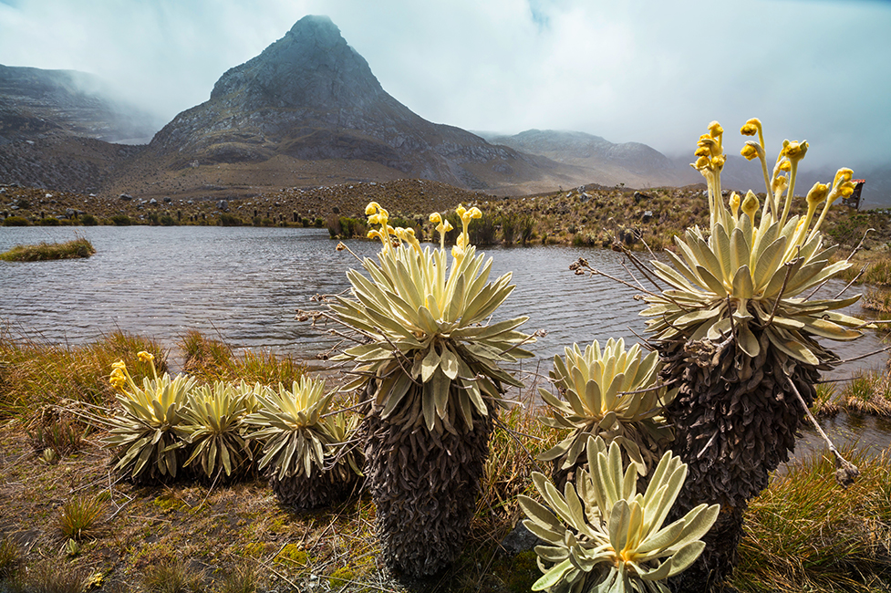 afectaciones por el decreto de Reservas de Recursos Naturales